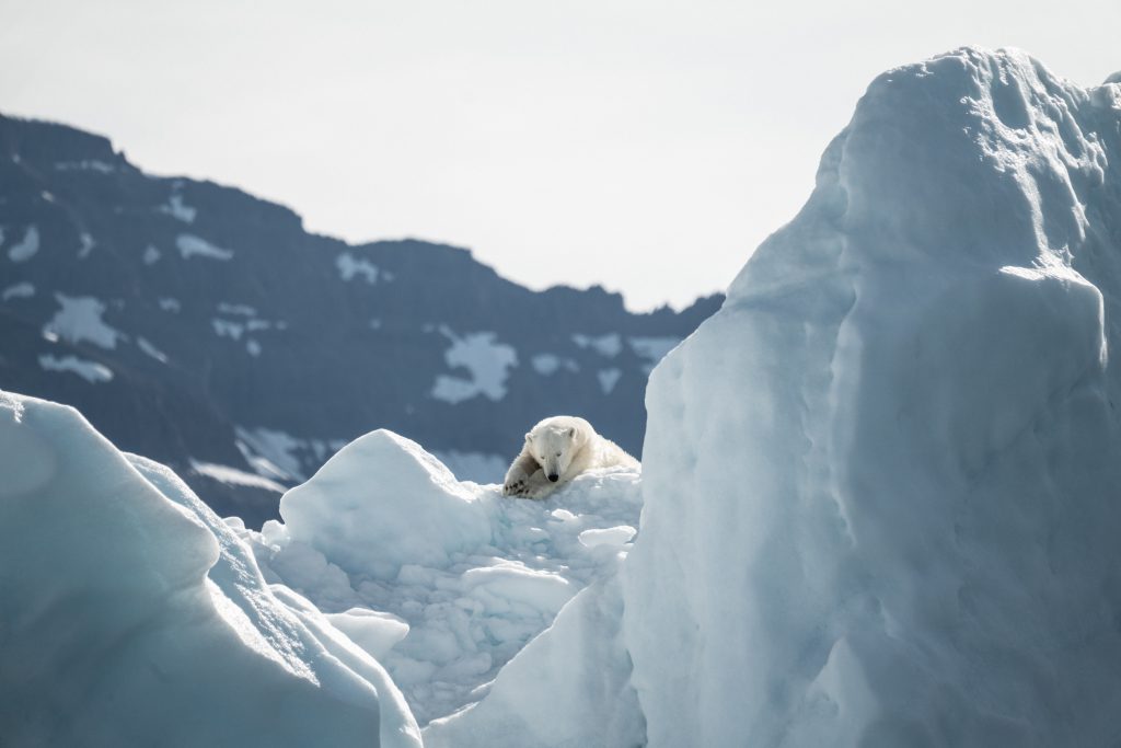 Wildlife destinations - Northwest Passage