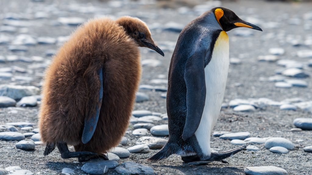 Wildlife destinations - South Georgia Island