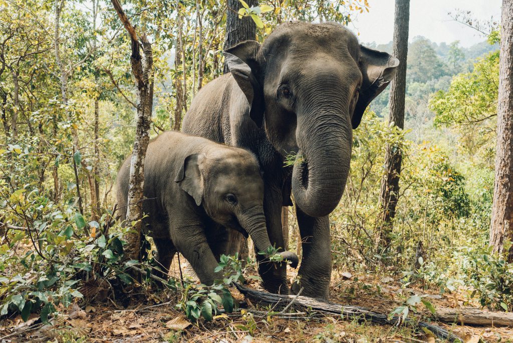 Ten Private Membership - Travel From Your Sofa: Top Wildlife Destinations Wildlife destinations - Okavango Delta
