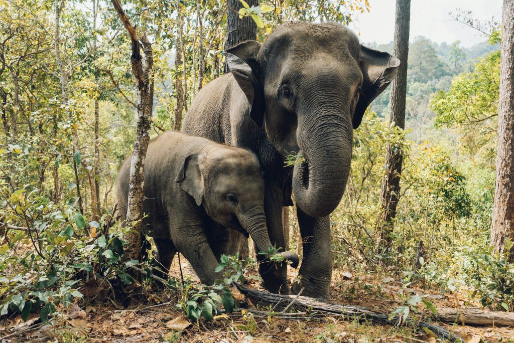 Wildlife destinations - Okavango Delta