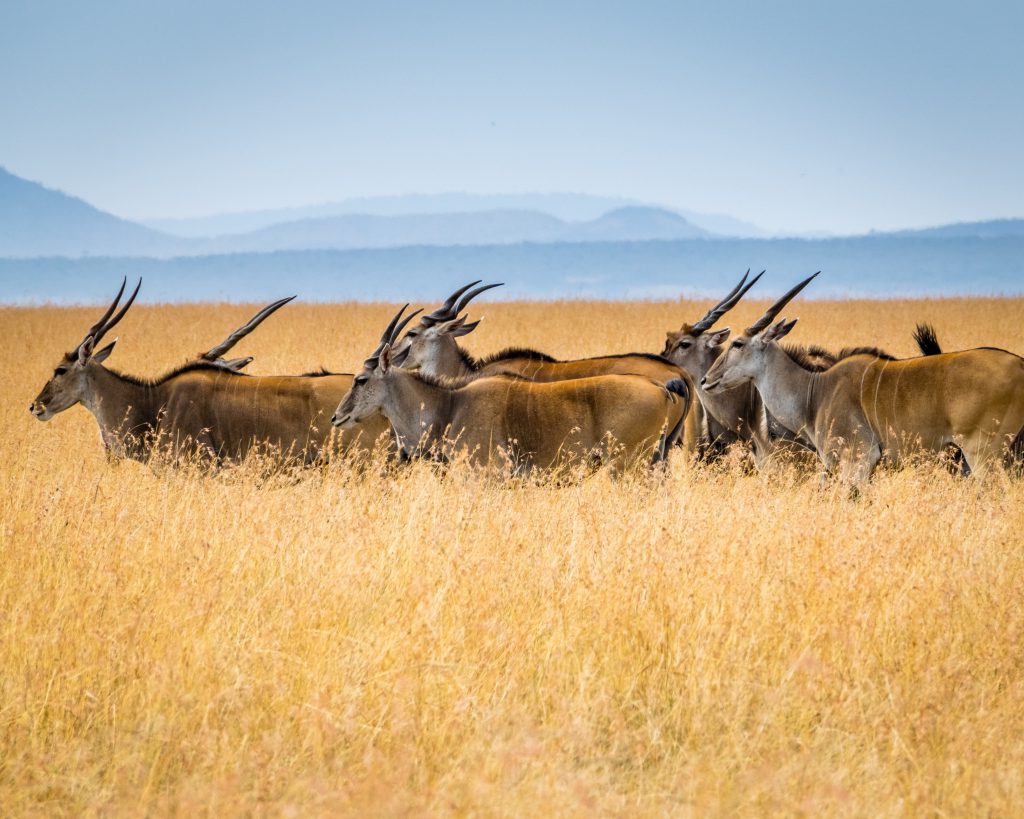 Wildlife destinations - Kruger National Park