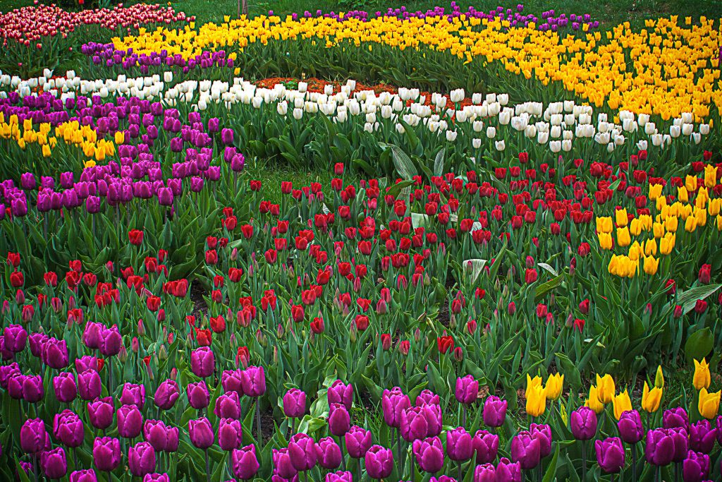 Beautiful gardens Keukenhof Gardens 