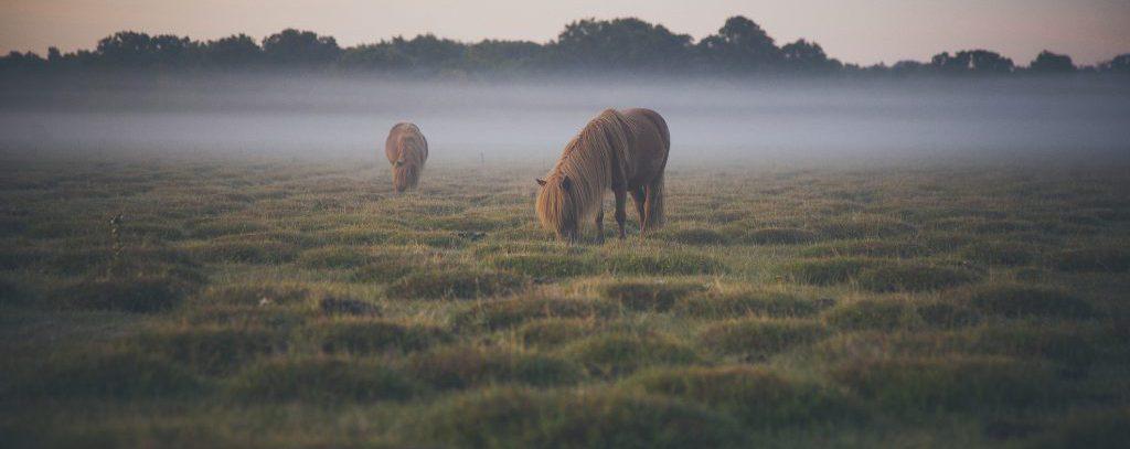 New Forest