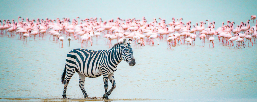 Safari, Kenya - Zebra walking in front of lake with a herd of flamingos