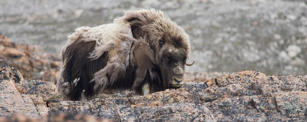 Northwest Passage Musk Ox