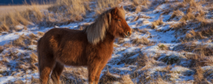 European destinations: An Icelandic horse