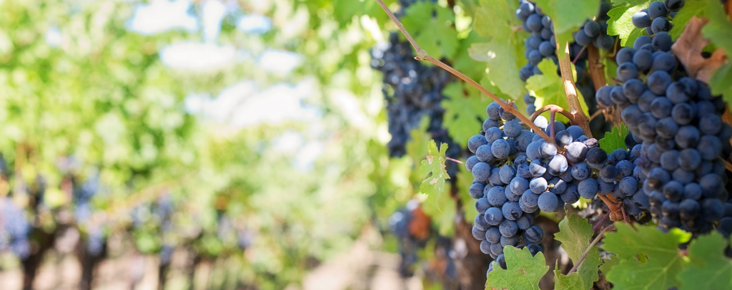 Good-value Bordeaux - Grapes on a vine