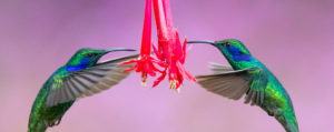 2 hummingbirds, Costa Rica