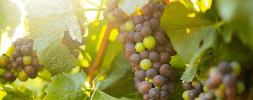 California Craft Wine Grapes