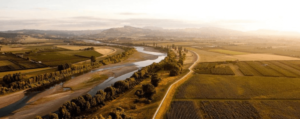 Vineyard view at sunset